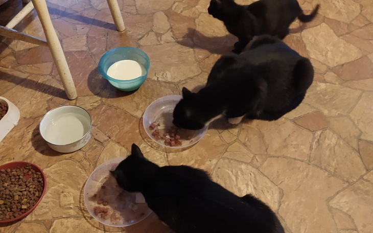 Trzy czarne koty jedzące z misek na podłodze.