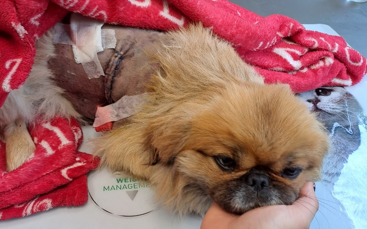 Zbiórka Operacja pogryzionego pieska - zdjęcie główne