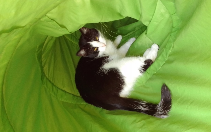 Zbiórka Dla moich kotkow na żwirek karmę - zdjęcie główne