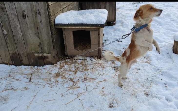Zbiórka Zimowy Patrol Animalsów 2022/23 - zdjęcie główne
