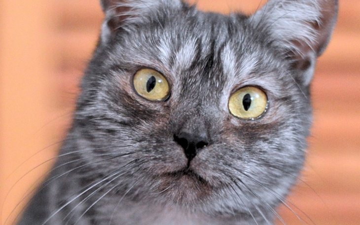 Szary kot z dużymi, żółtymi oczami.