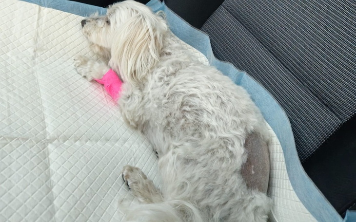 Zbiórka Ulżyjmy Śnieżce w cierpieniu - zdjęcie główne