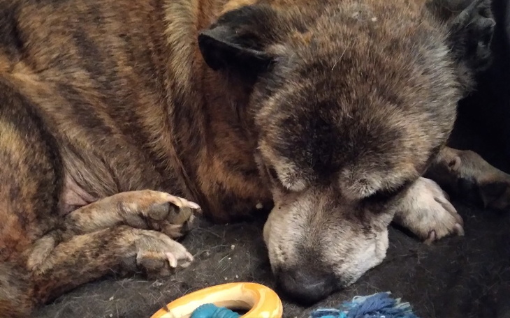 Zbiórka Vetoryl dla Oziego - zdjęcie główne