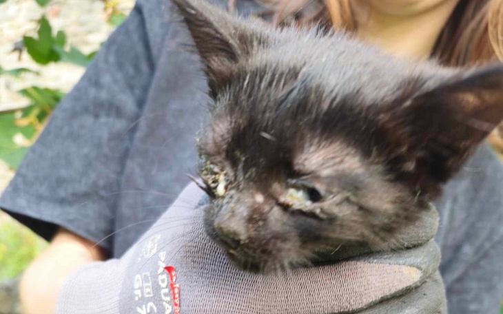 Zbiórka Pomoc dla dla porzuconego kotka - zdjęcie główne