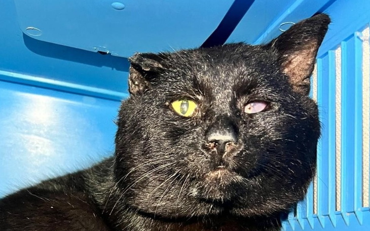 Czarny kot z nietypowym wyglądem, siedzący w niebieskiej klatce.