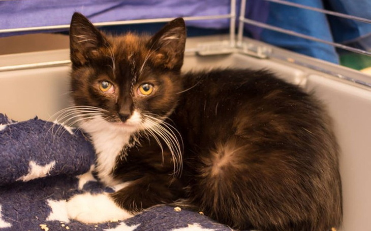 Zbiórka Koty spod Bloku - lipiec 2017 - zdjęcie główne