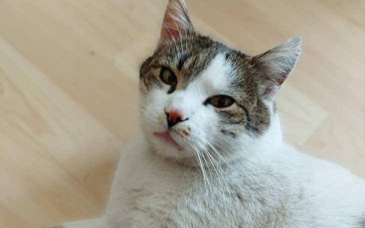 Kot leżący na podłodze, patrzący w obiektyw.