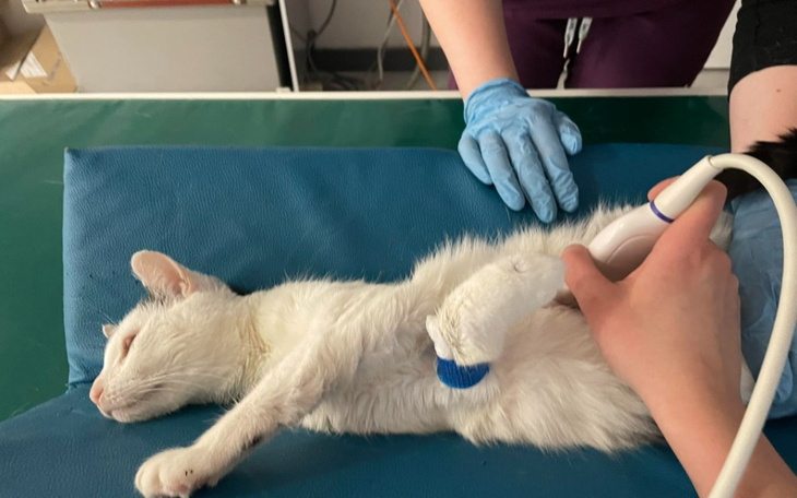 Zbiórka Zakup leku dla chorego Farta - zdjęcie główne