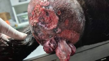 Zbiórka Wyrzucony jak śmieć na śmierć - miniaturka zdjęcia