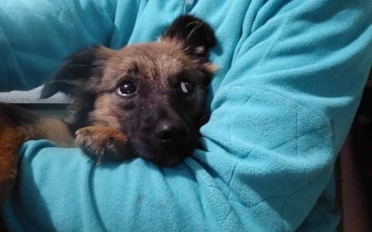 Zbiórka Zbiórka na hotelik dla Milki - zdjęcie główne