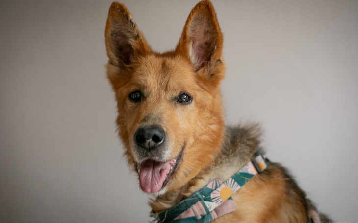 Pies z uśmiechem, w kolorowym szaliku, patrzący w obiektyw.