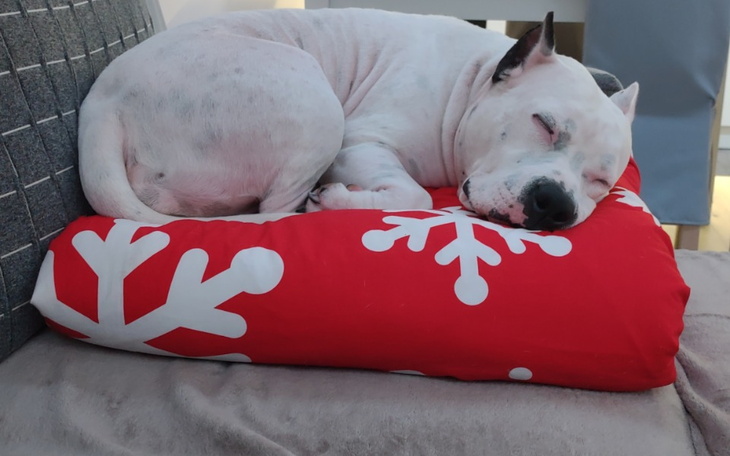 Zbiórka Leczenie psa anstaff - zdjęcie główne