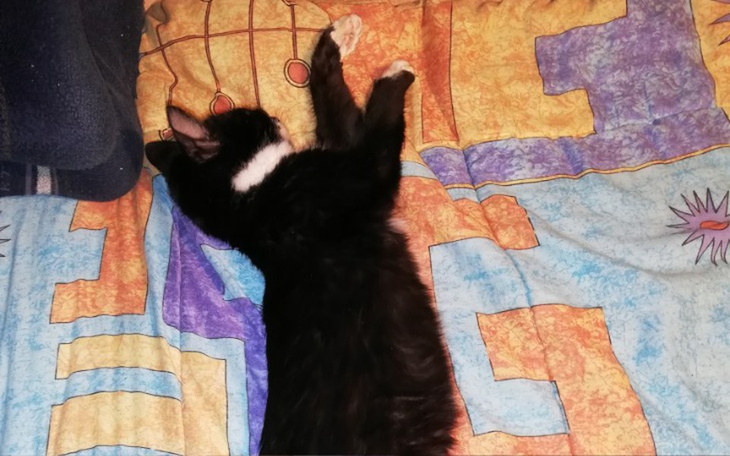 Zbiórka dla  kociąt - zdjęcie główne