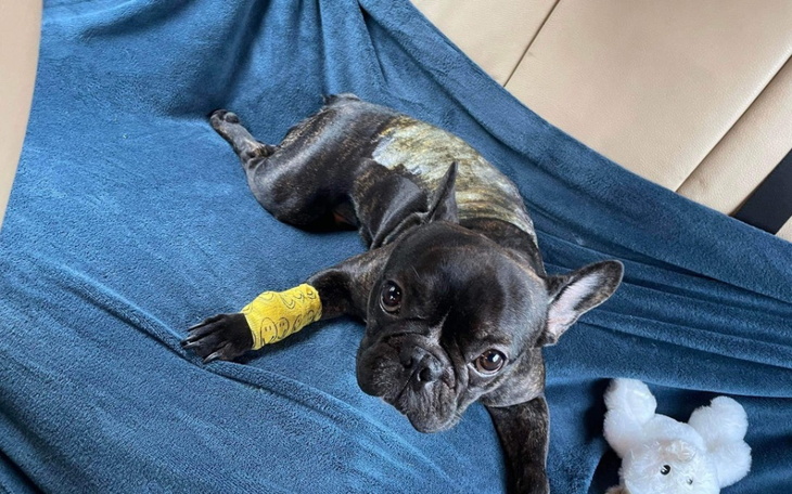 Zbiórka Pomóż Leosiowi znowu biegać - zdjęcie główne