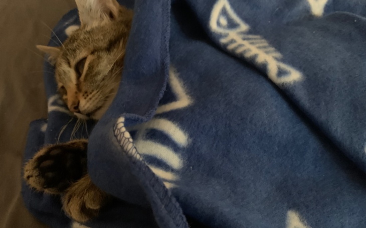 Zbiórka Uratujmy Zozo małą kruszynę - zdjęcie główne