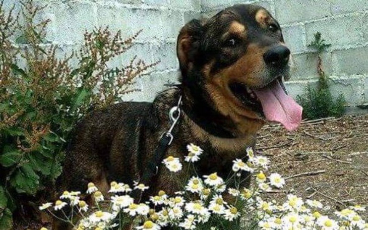 Zbiórka Szansa na nowe życie dla Dino - zdjęcie główne