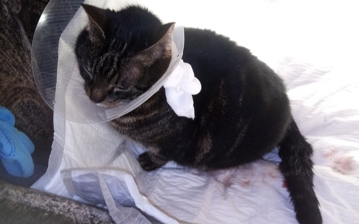 Zbiórka Pomoc dla Filemonka - zdjęcie główne