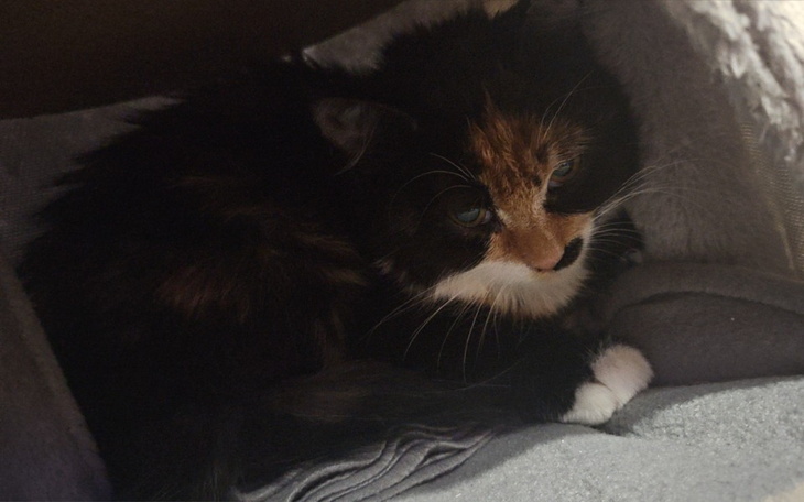 Kot o tricolorowym futrze, leżący w przytulnym miejscu.