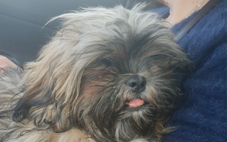 Zbiórka Operacja Juniorka pomóż - zdjęcie główne