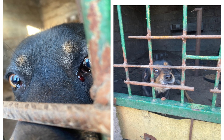 Dwa psy patrzą przez kraty, czekając na pomoc i nowy dom.