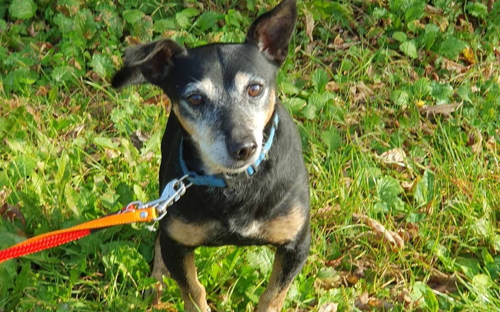 Zbiórka Na hotelik dla Józia - zdjęcie główne