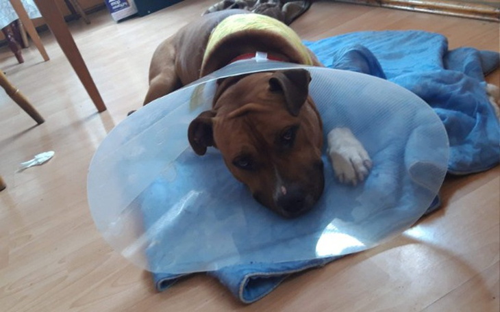 Zbiórka Pomoc na psa i leczenie - zdjęcie główne