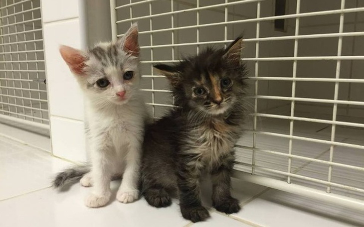 Dwa małe kotki siedzące obok siebie w schronisku.