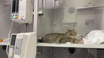 Zbiórka Ratunek dla Gracji - miniaturka zdjęcia