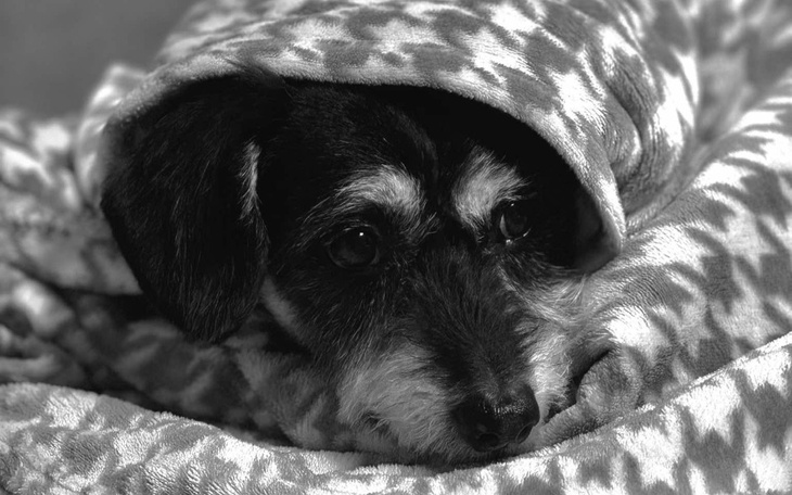 Zbiórka Pomóż nam ratować Prince i Małą - zdjęcie główne