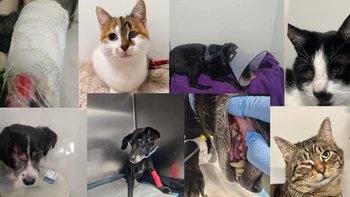 Zbiórka Pomóż nam pomagać ! - miniaturka zdjęcia