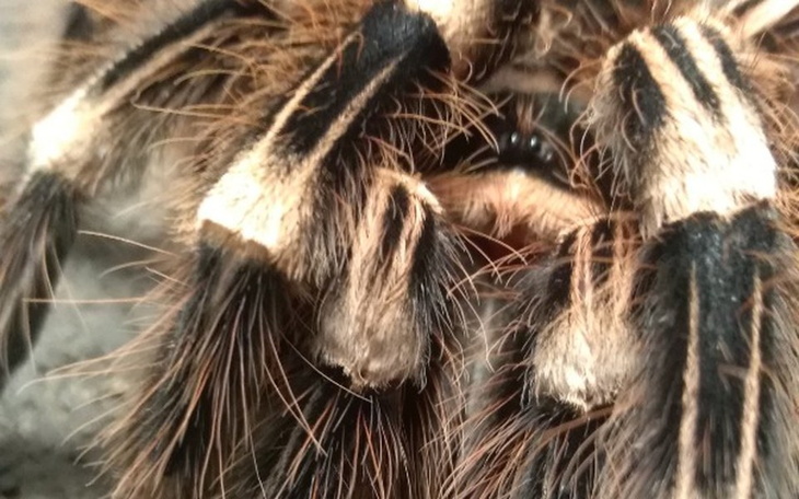 Zbiórka Pomoc dla porzuconych zwierząt - zdjęcie główne