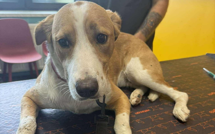 Pies leży na stole weterynaryjnym, wygląda na zmartwionego.