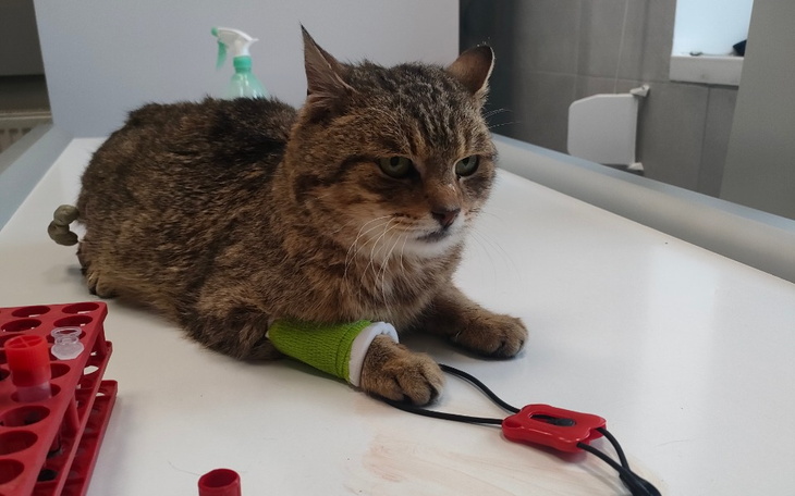 Zbiórka Żeby nie chodziły głodne... - zdjęcie główne