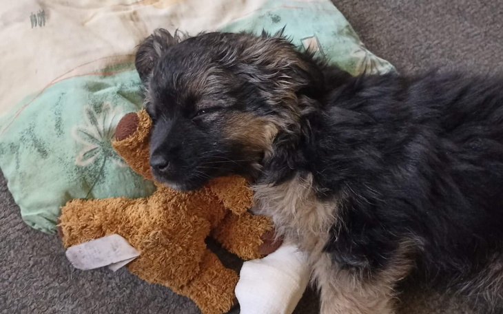 Zbiórka Kastracje i opieka weterynaryjna - zdjęcie główne