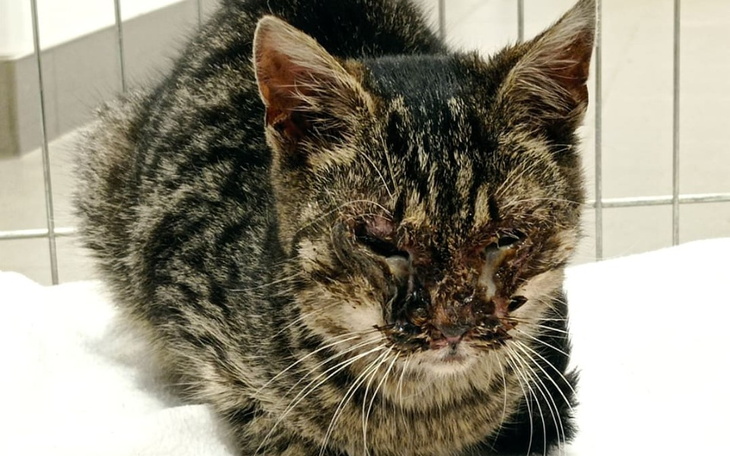 Zbiórka Diagnostyka i leczenie kotów - zdjęcie główne