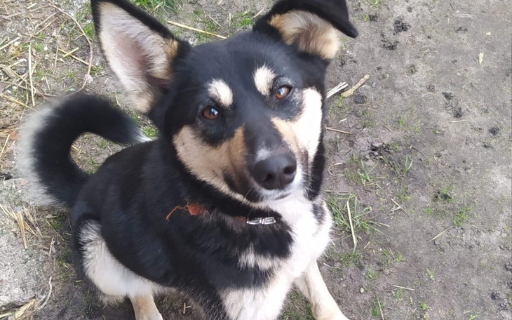 Zbiórka Na ratunek psom z Podlasia - zdjęcie główne