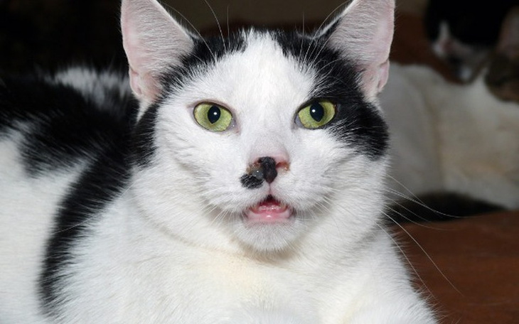 Kot biało-czarny z zielonymi oczami, leżący na kanapie.