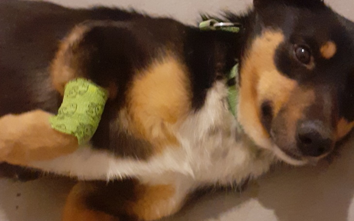 Zbiórka Badania I kastracja Tymka - zdjęcie główne