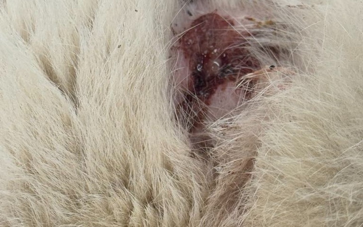 Zbiórka Kocurek w bardzo złym stanie - zdjęcie główne