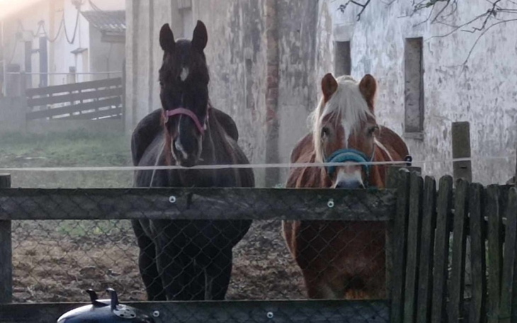 Dwa konie stojące obok siebie w stajni.