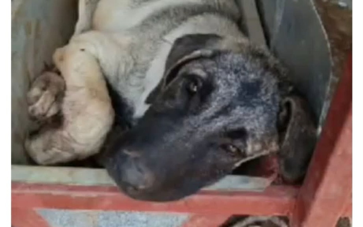 Pies leży w skrzyni, wygląda na zmęczonego.