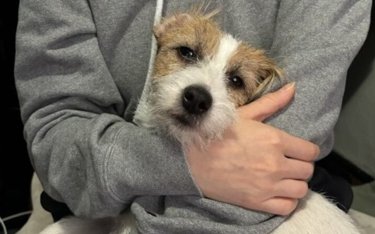 Zbiórka Operacja więzadła kolanowego psa - zdjęcie główne