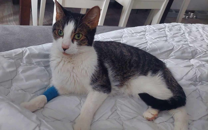 Zbiórka Leczenie z FIP - kocur Mars - zdjęcie główne