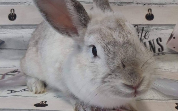 Królik o jasnym futrze, siedzący na tle dekoracyjnym.