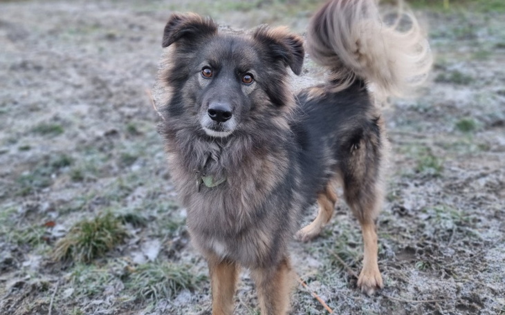 Pies o puszystym futrze na tle trawy.