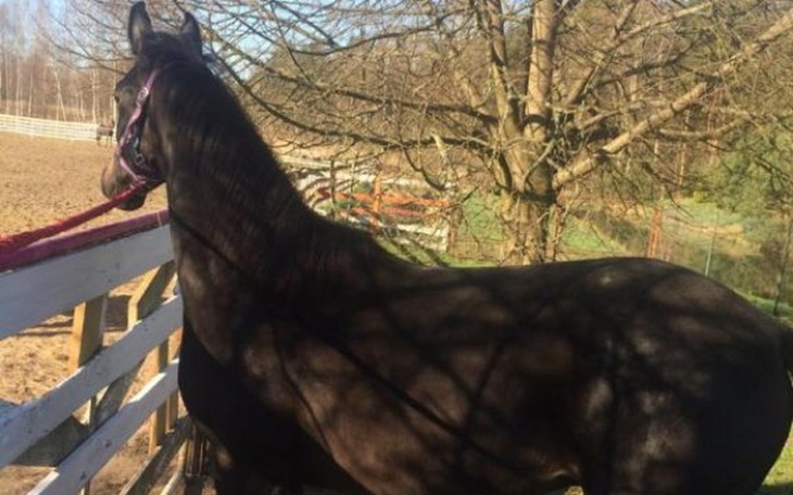 Zbiórka Spełnienie mojego marzenia! - zdjęcie główne