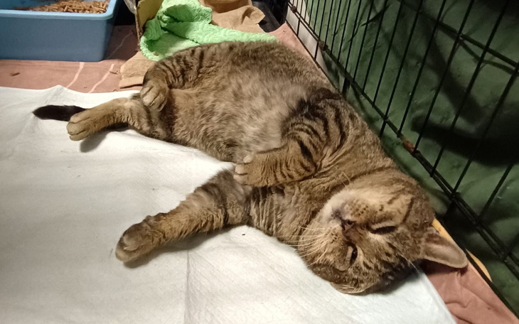 Kot leżący na plecach, zrelaksowany.