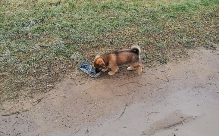 Zbiórka Bezdomniaki chcą jeść - zdjęcie główne