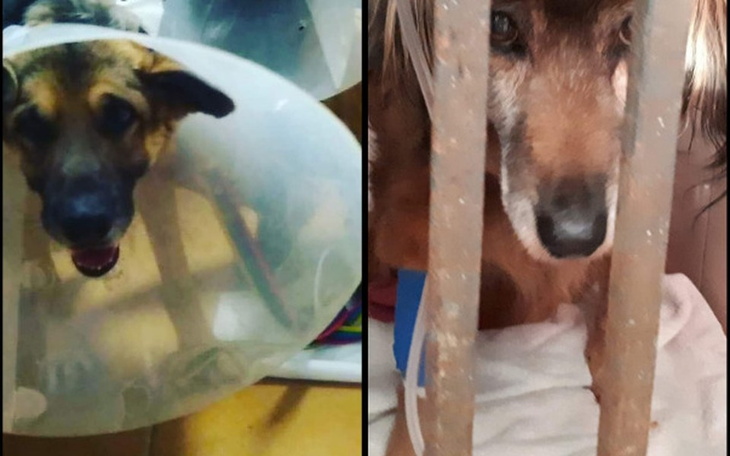 Zbiórka Ratować czy nie robić nic? - zdjęcie główne