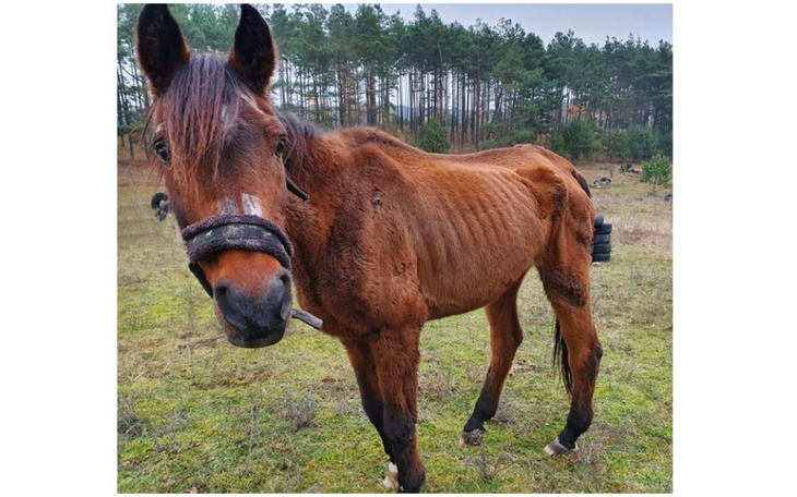 Zbiórka Wychudzona czekała na śmierć - zdjęcie główne